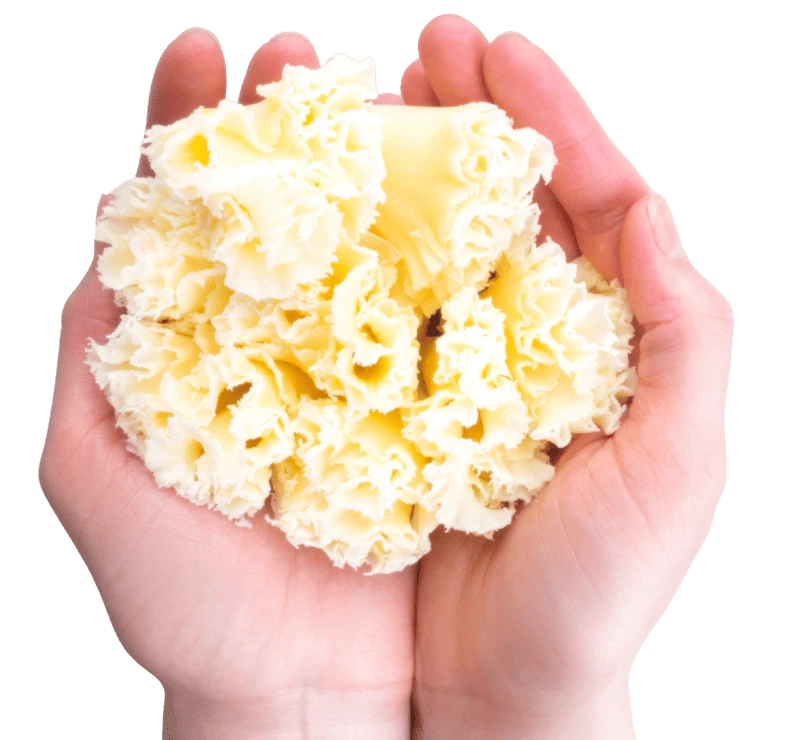 flor tete de moine
