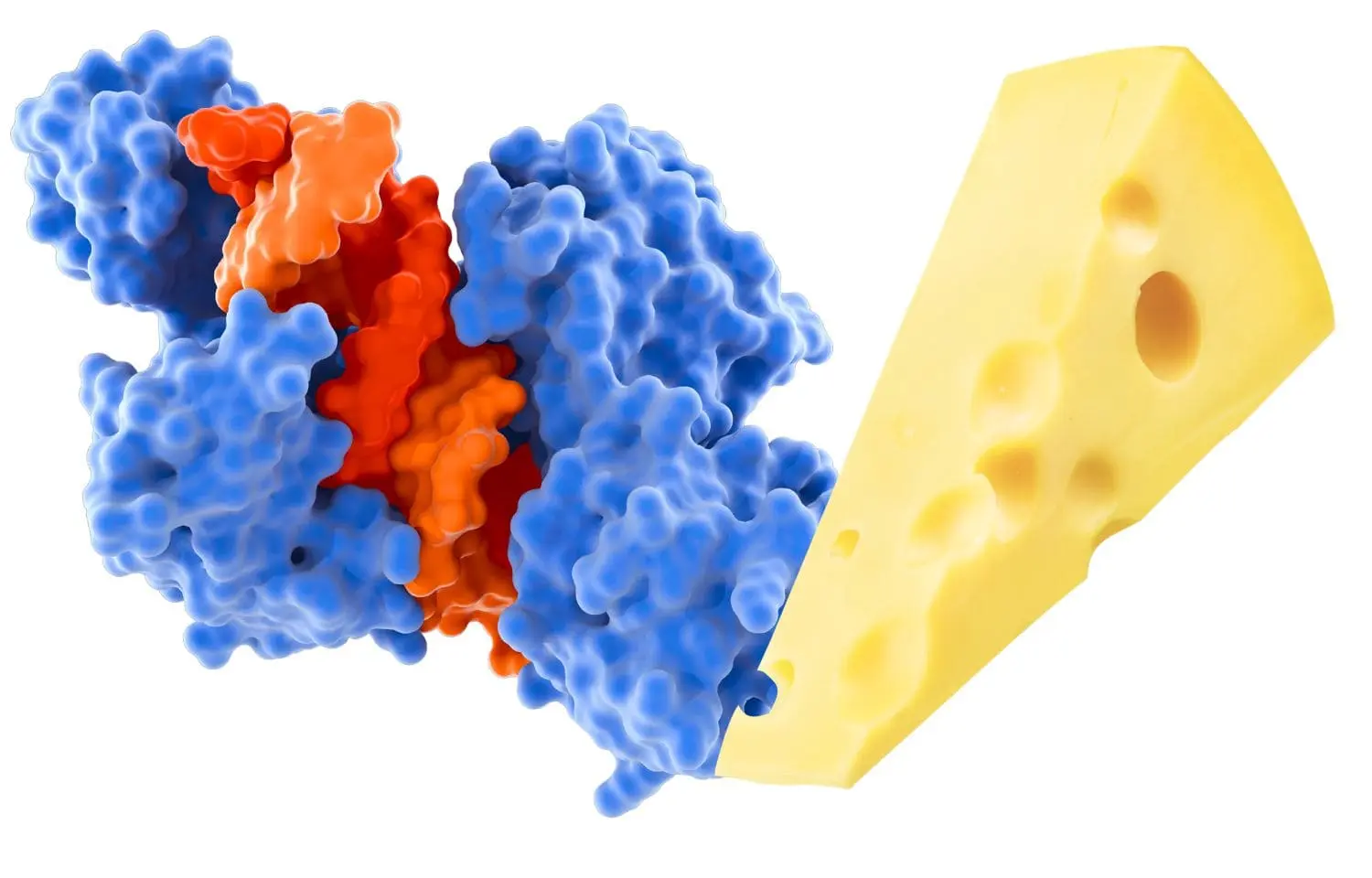 el queso es proteína